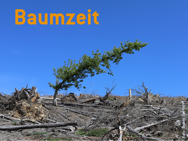 You are currently viewing Lesung mit Musik „Baumzeit“